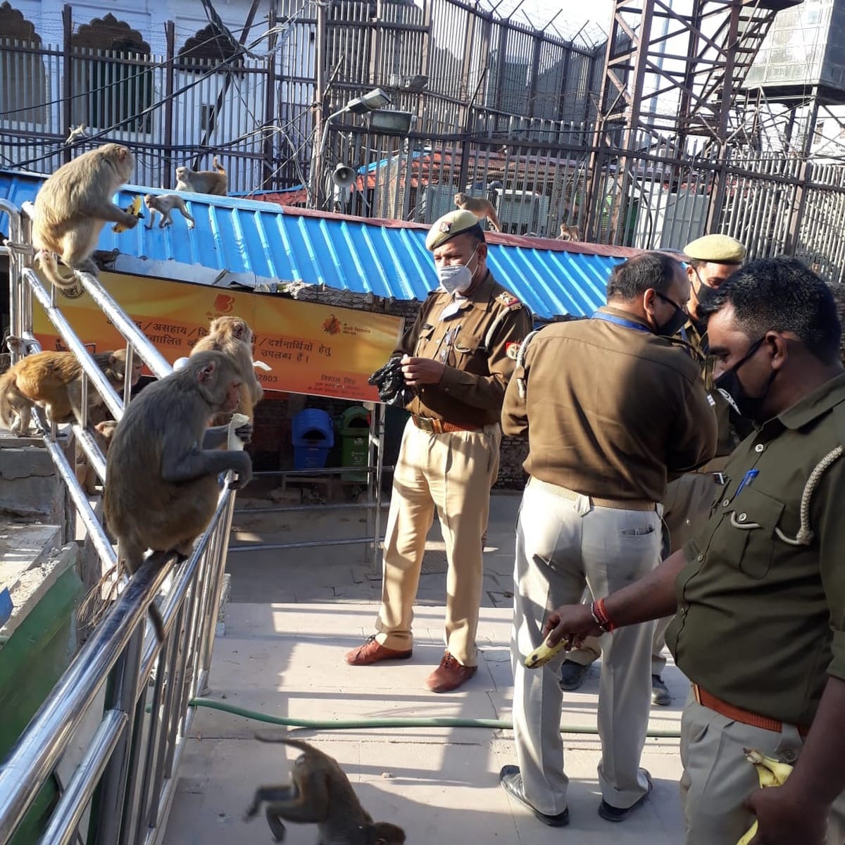 lockdown in varanasi Police fed monkeys food in kashi vishwanath temple coronavirus
