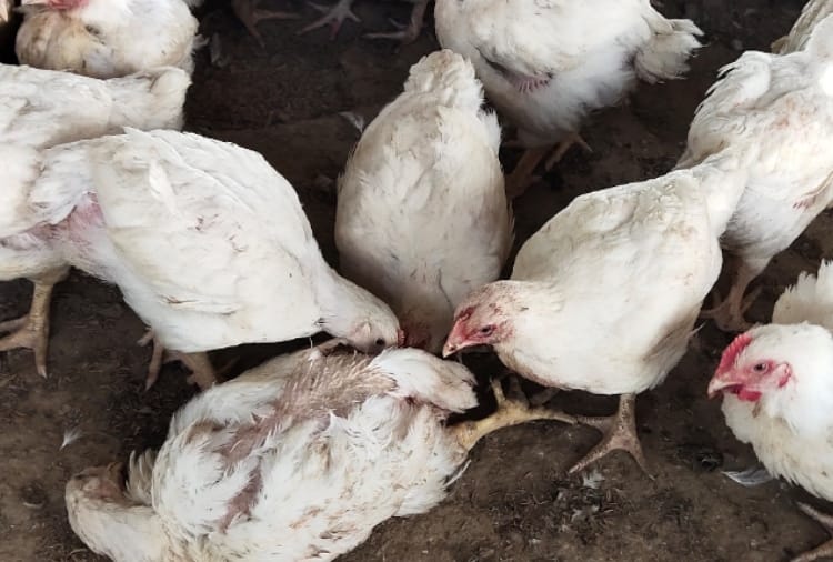 Curfew in Punjab: 3500 chick died in two days in Poultry farm of Pathankot
