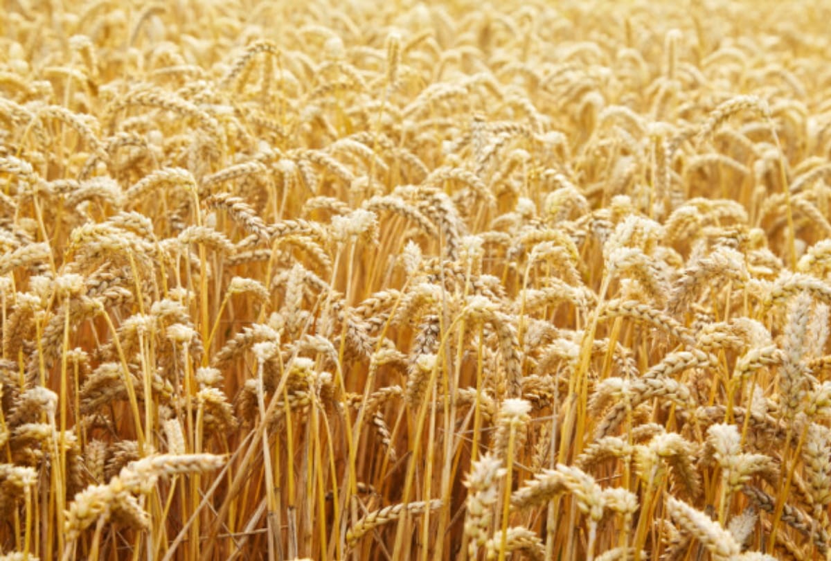 The government reduced the wheat production estimate to 105 million tonnes for 2021-22