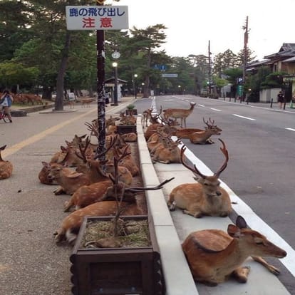 Fact Check: Amid Covid-19 lockdown, has a herd of deer come out onto Coimbatore roads?