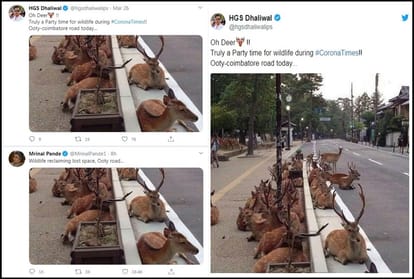 Fact Check: Amid Covid-19 lockdown, has a herd of deer come out onto Coimbatore roads?