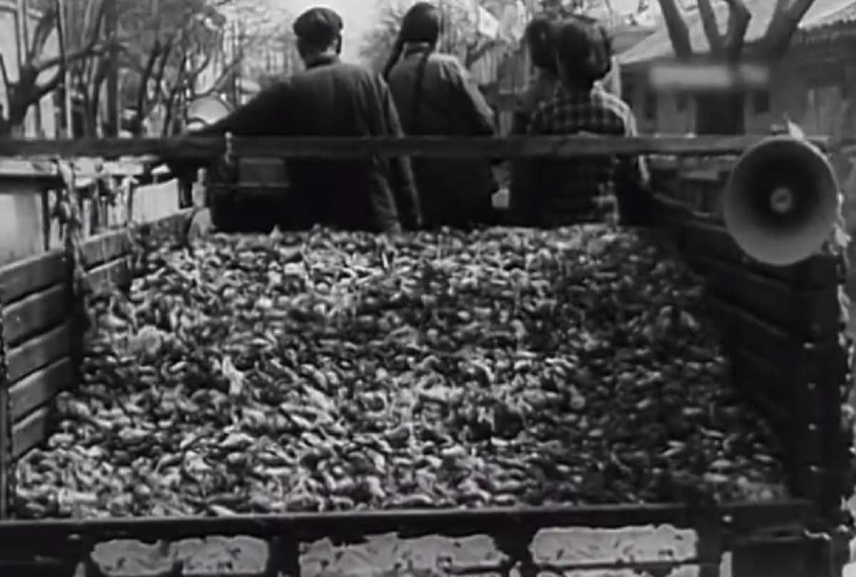 interesting story of china great famine when millions of people were killed due to locusts