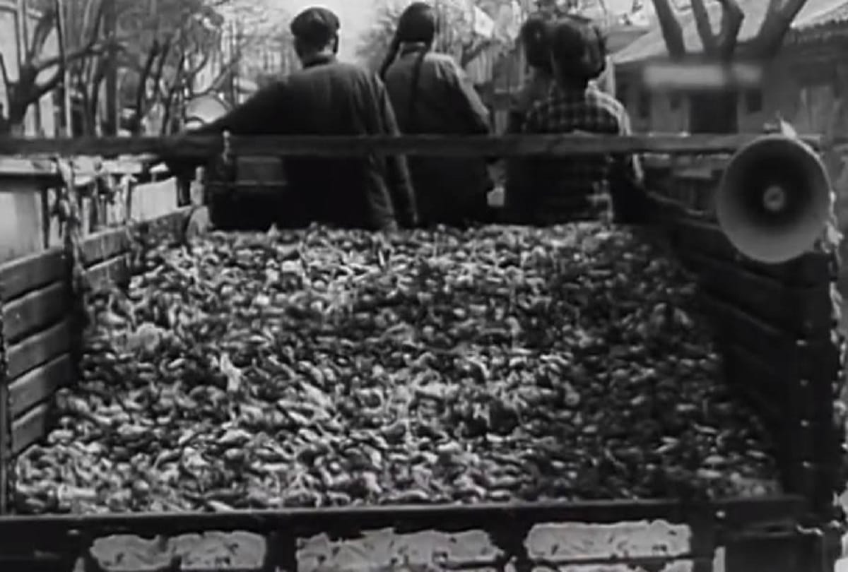 interesting story of china great famine when millions of people were killed due to locusts
