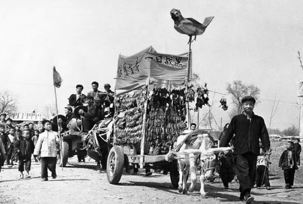 Four Pests Campaign of China by Mao Zedong Great Chinese Famine about 15 million people dead due to starvation