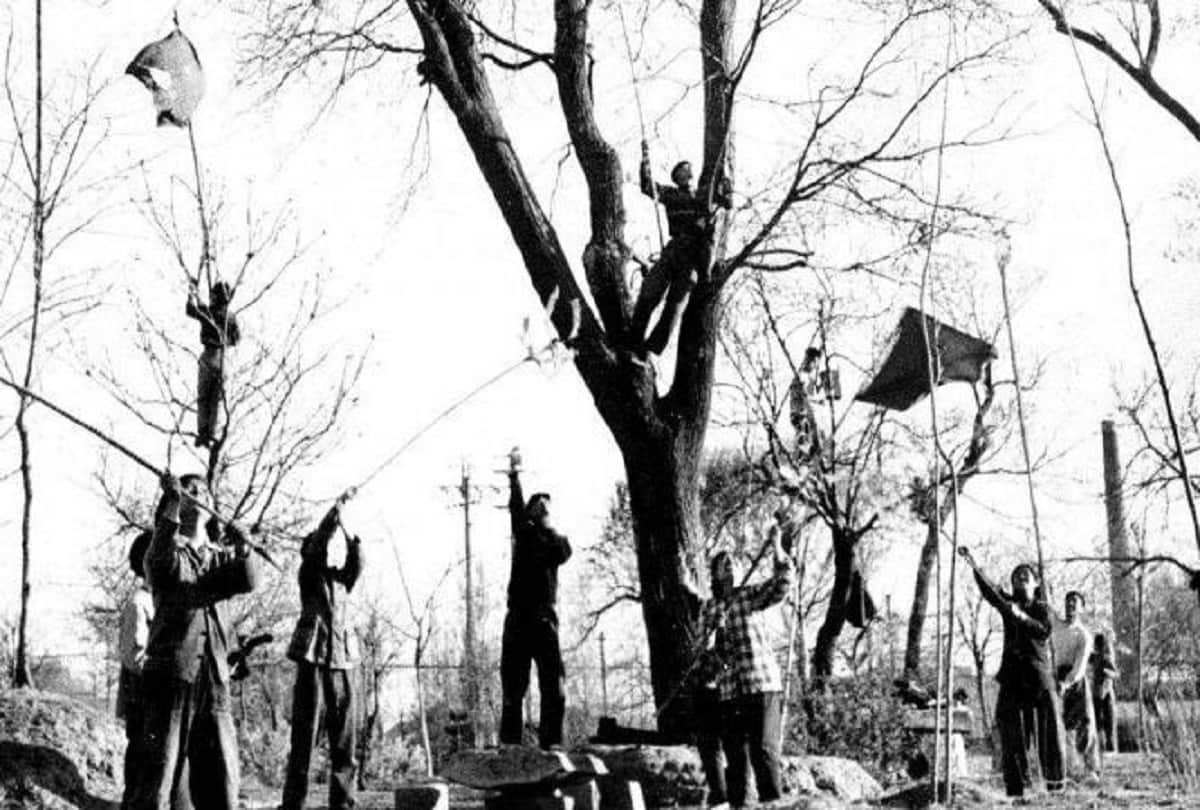 Four Pests Campaign of China by Mao Zedong Great Chinese Famine about 15 million people dead due to starvation