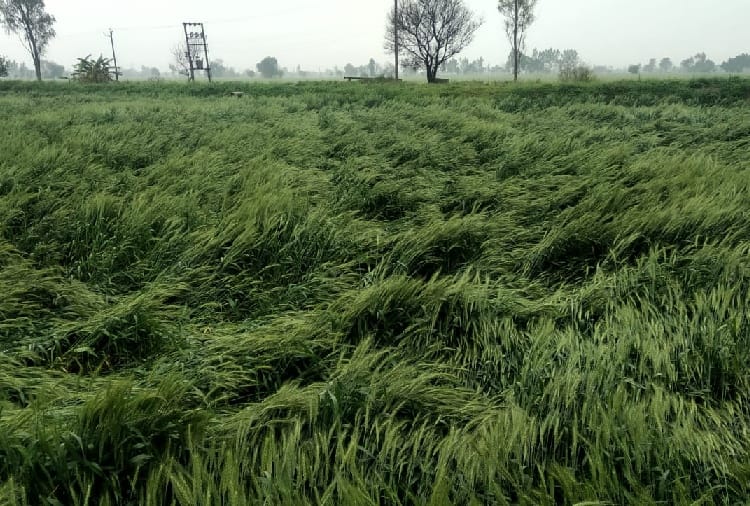 Rainfall in several palces of punjab, crops has damaged