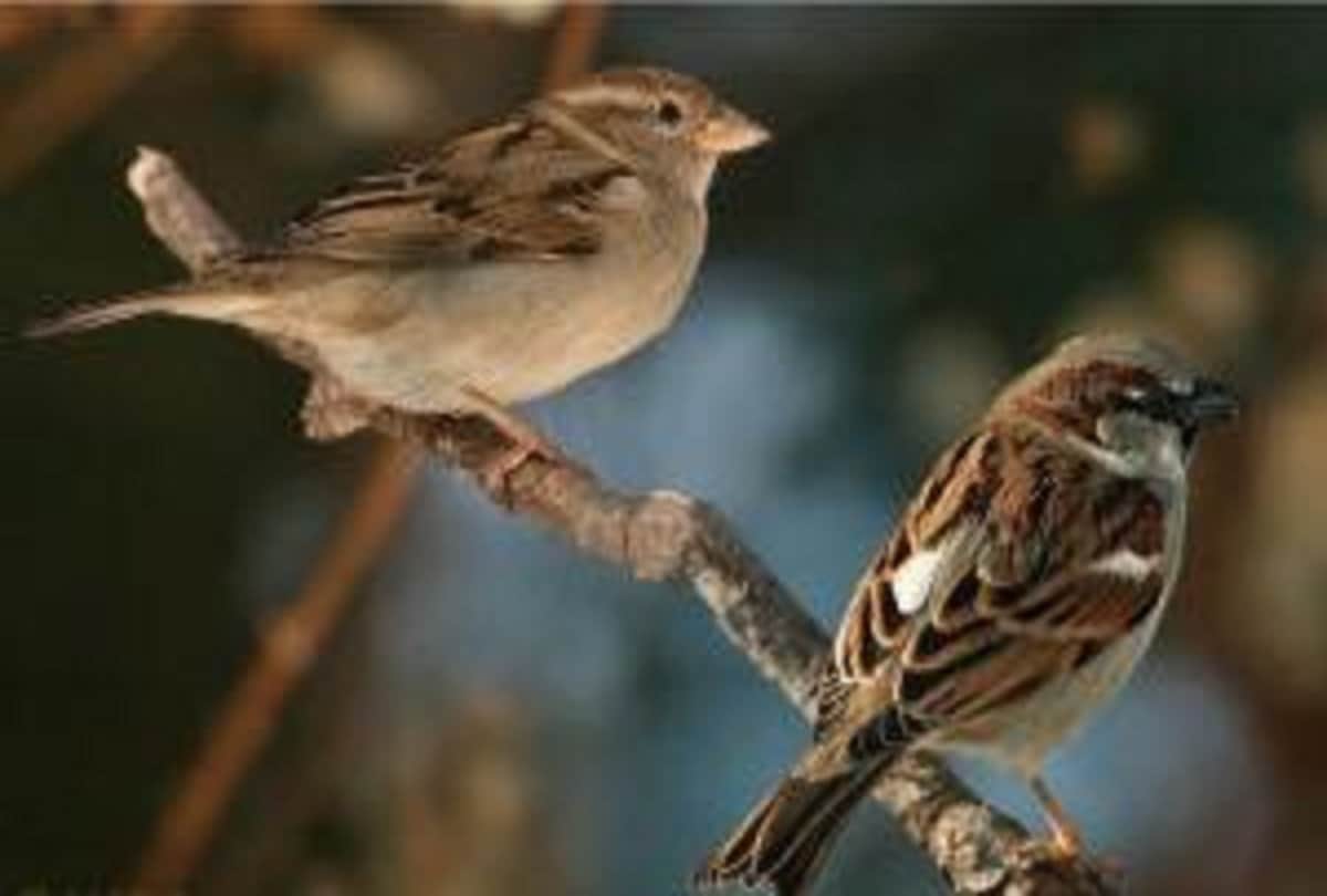 Four Pests Campaign of China by Mao Zedong Great Chinese Famine about 15 million people dead due to starvation