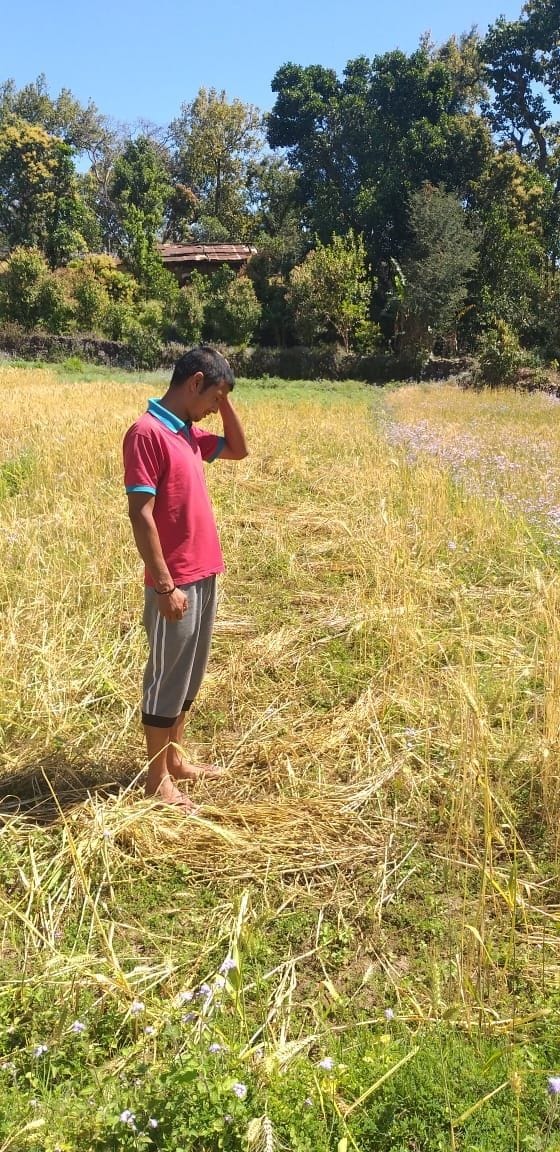 The elephants of Bastia farmers became trouble