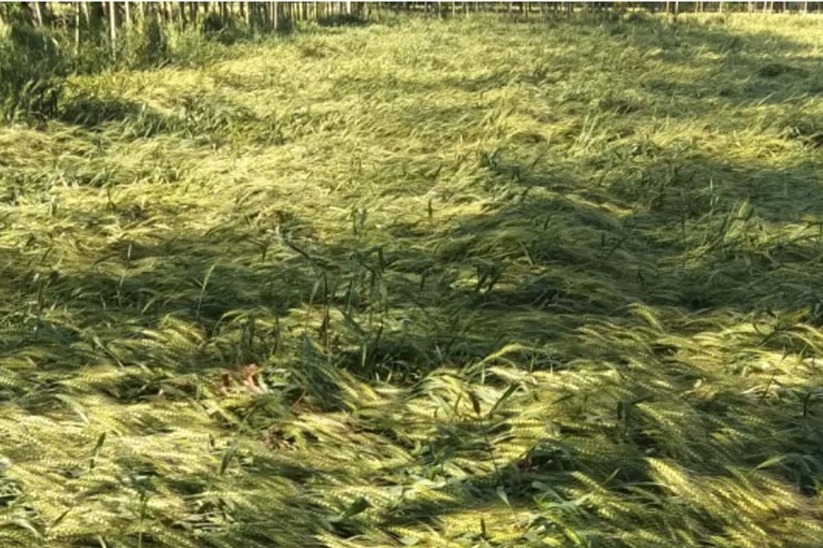 Farmer died by heart attack after seen lying crop in fields cause of heavy rain in saharanpur