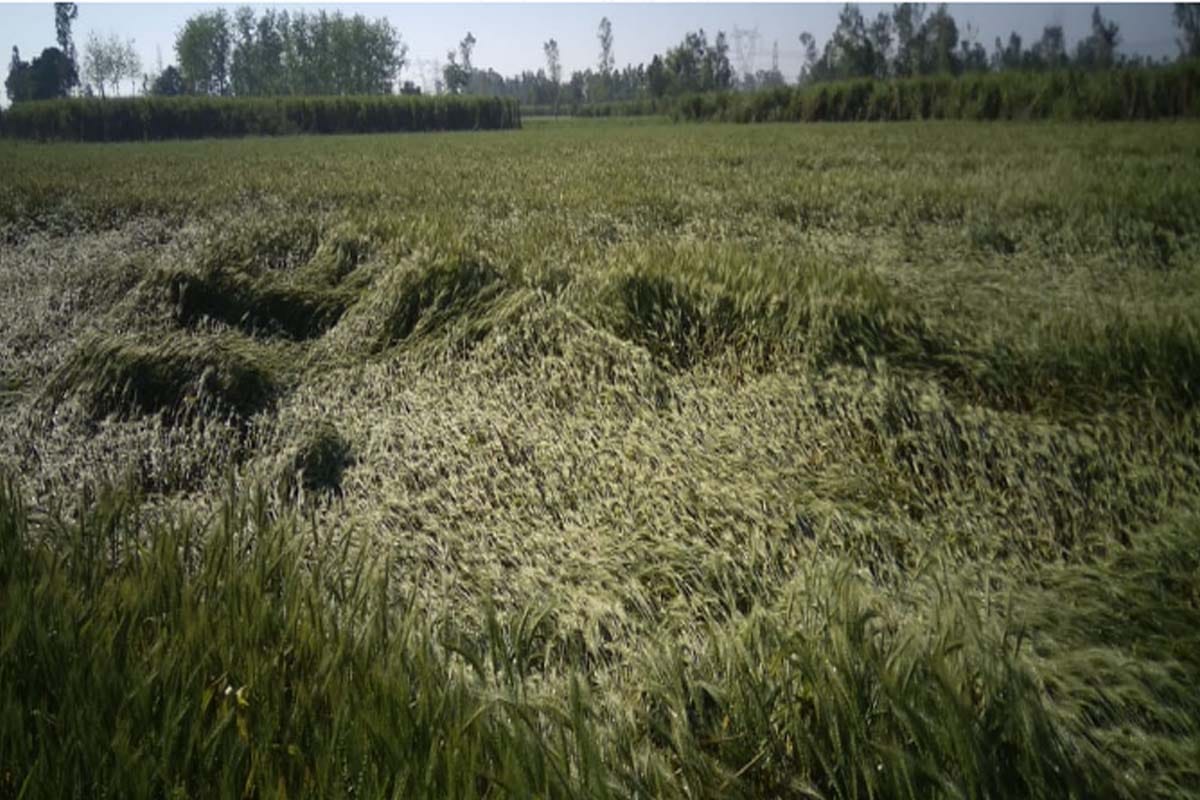 Farmer died by heart attack after seen lying crop in fields cause of heavy rain in saharanpur