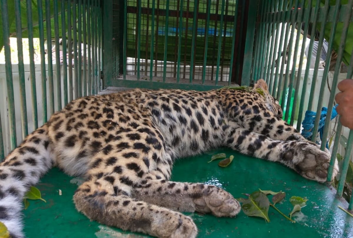 leopard caught in village at Kushinagar