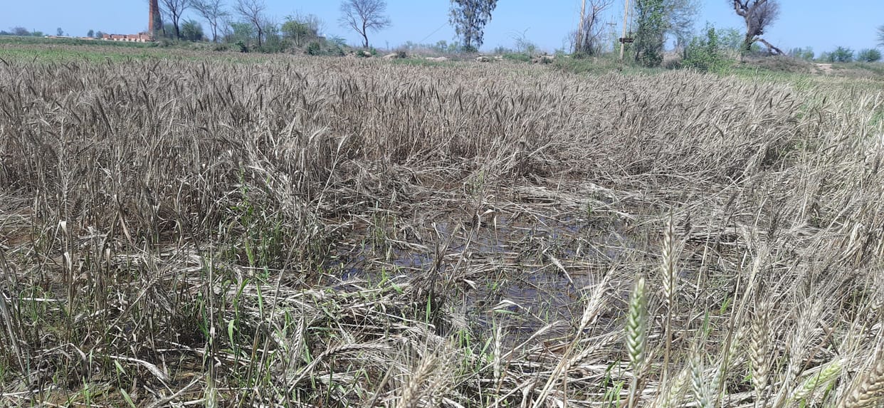 weather, rainfall, crop, waterlodge, jind