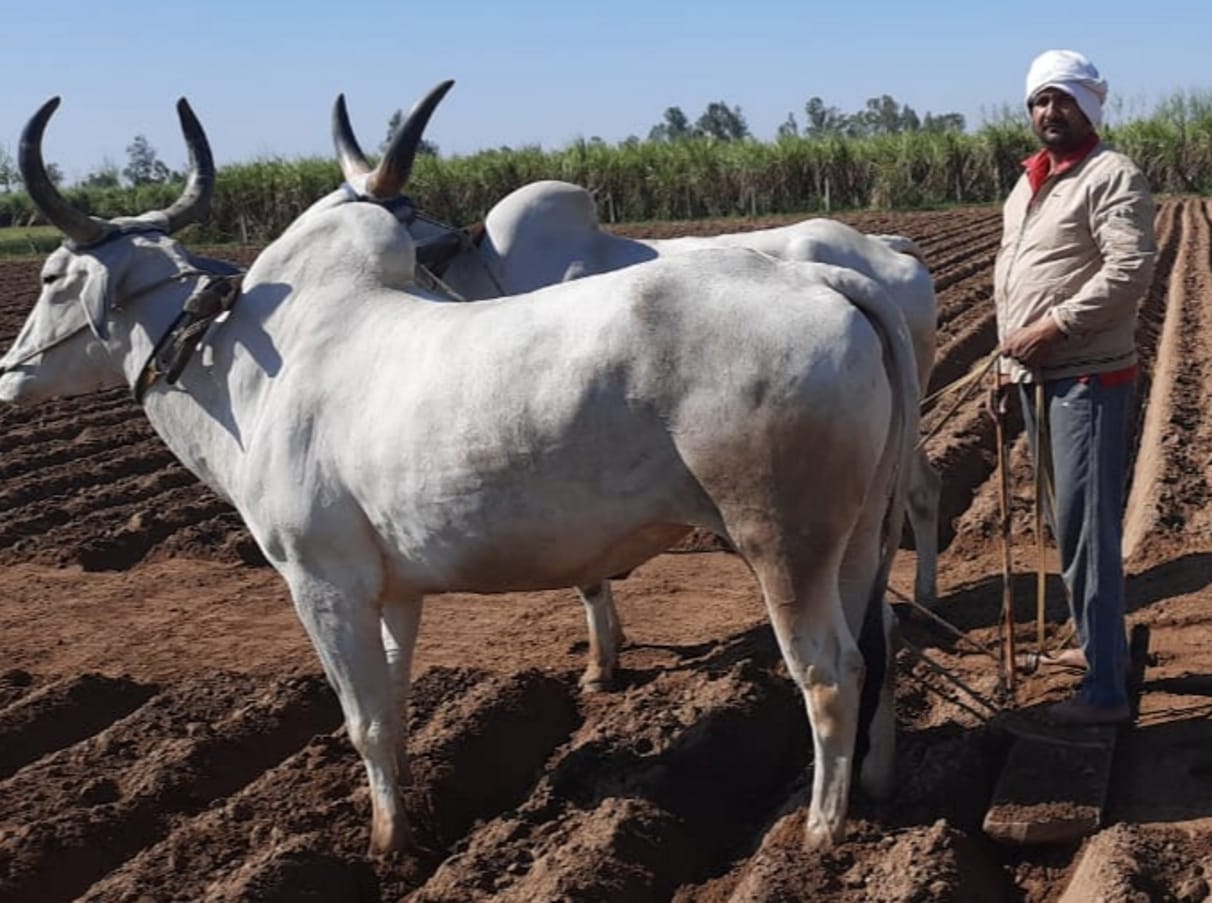Farmers engaged in sugarcane sowing