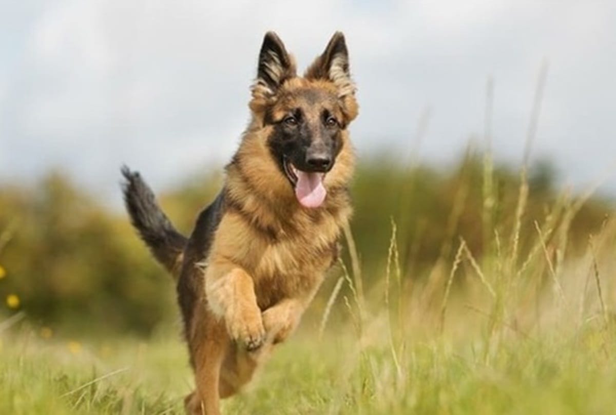 Coronavirus: Now Dogs can detect coronavirus ready Research Here