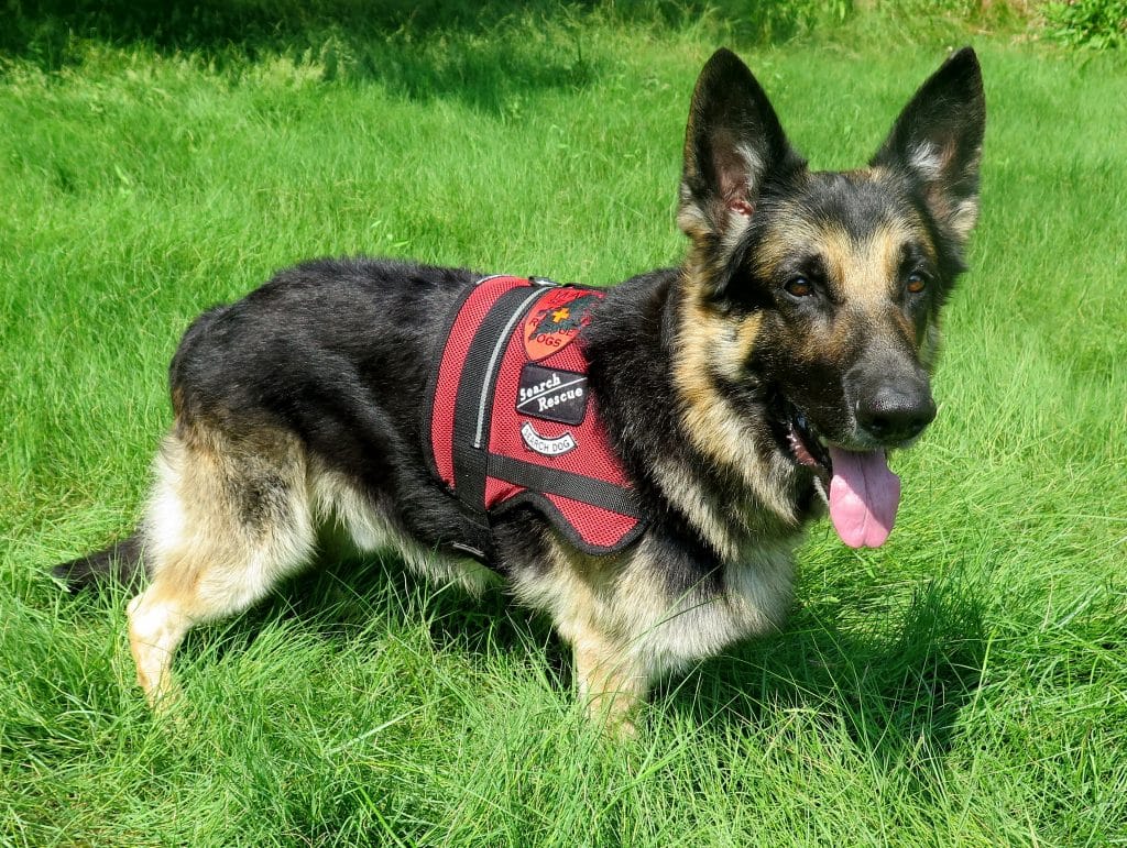 Coronavirus: Now Dogs can detect coronavirus ready Research Here