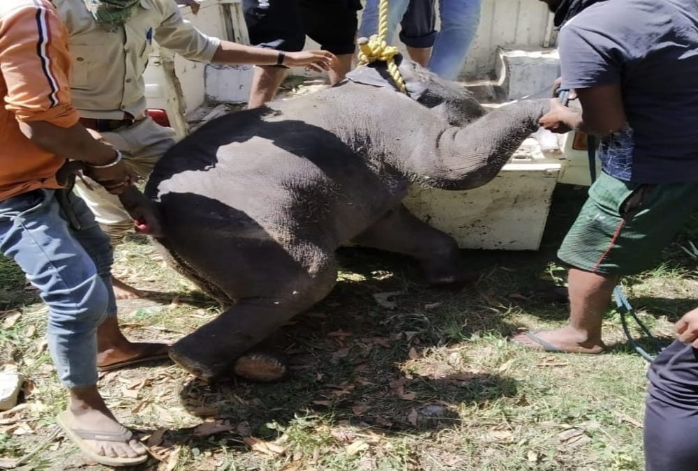 Elephant Child Died due to Fall into Canal in kaladhungi nainital