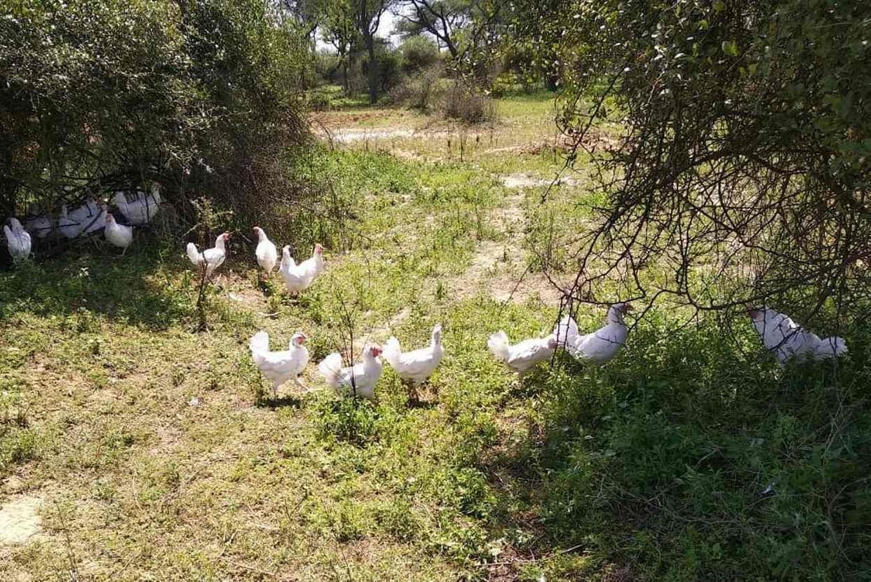 Filled chickens in pickup and left Nangal in the cry of Mohanpur