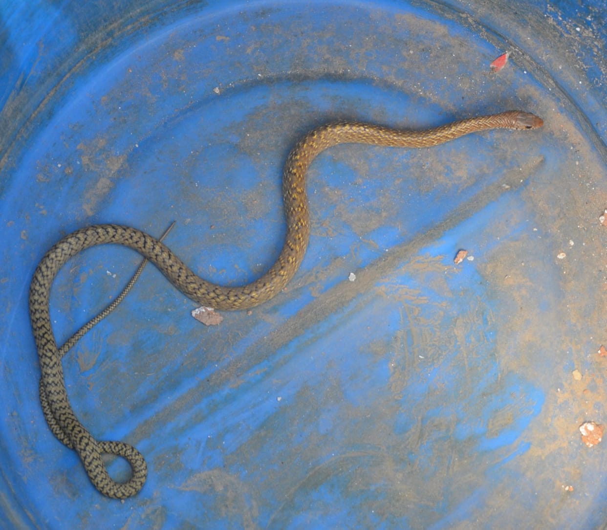 Poisonous snake
