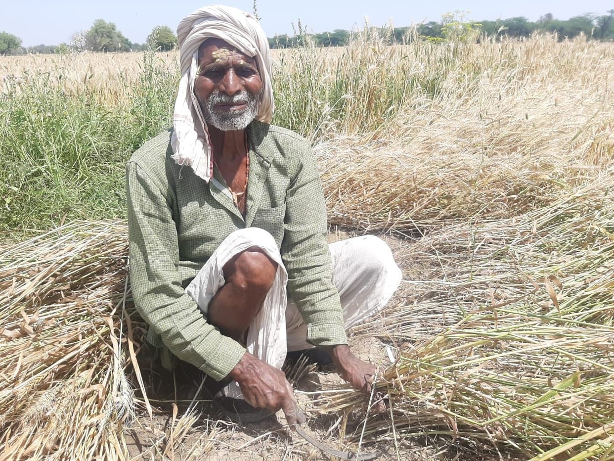 wheat crop
