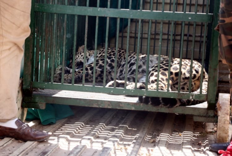 Coronavirus, Lockdown, Curfew, Leopard Caught in VVIP Sector