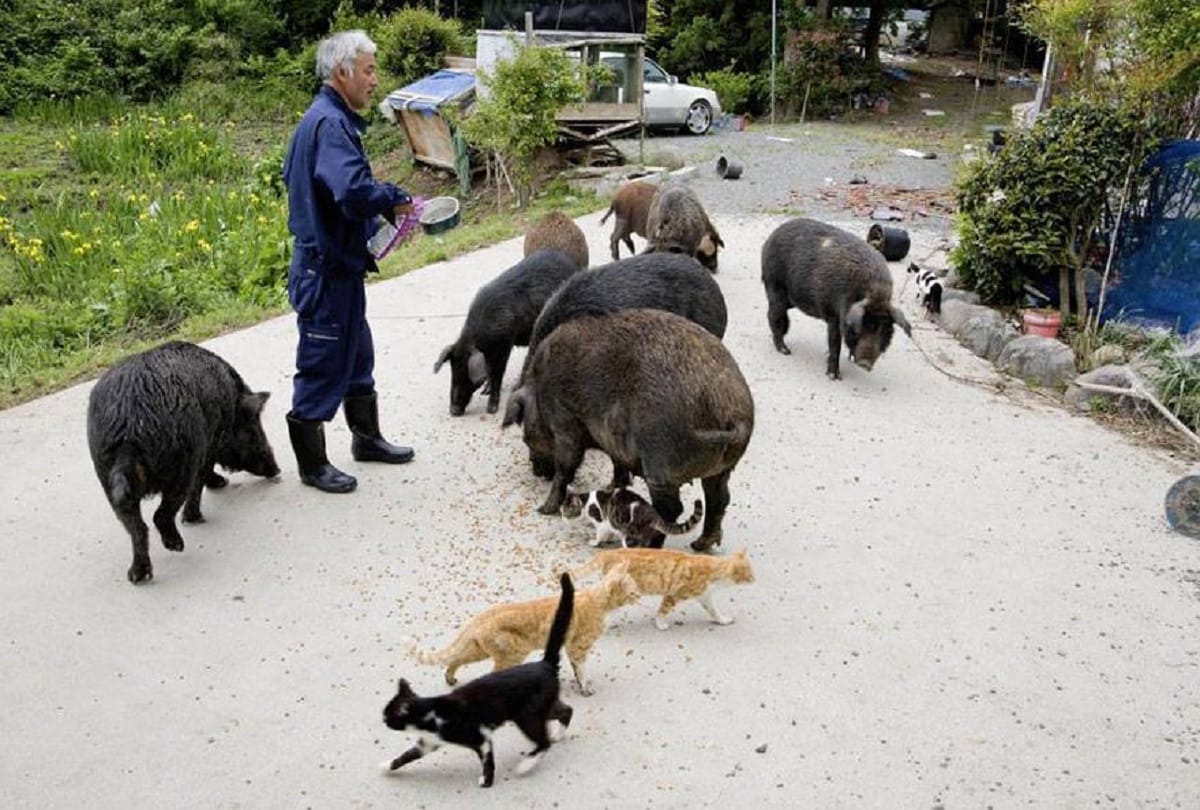 the guardian of animals Naoto Matsumura Lives Alone In A Radioactive Town tomioka in japan