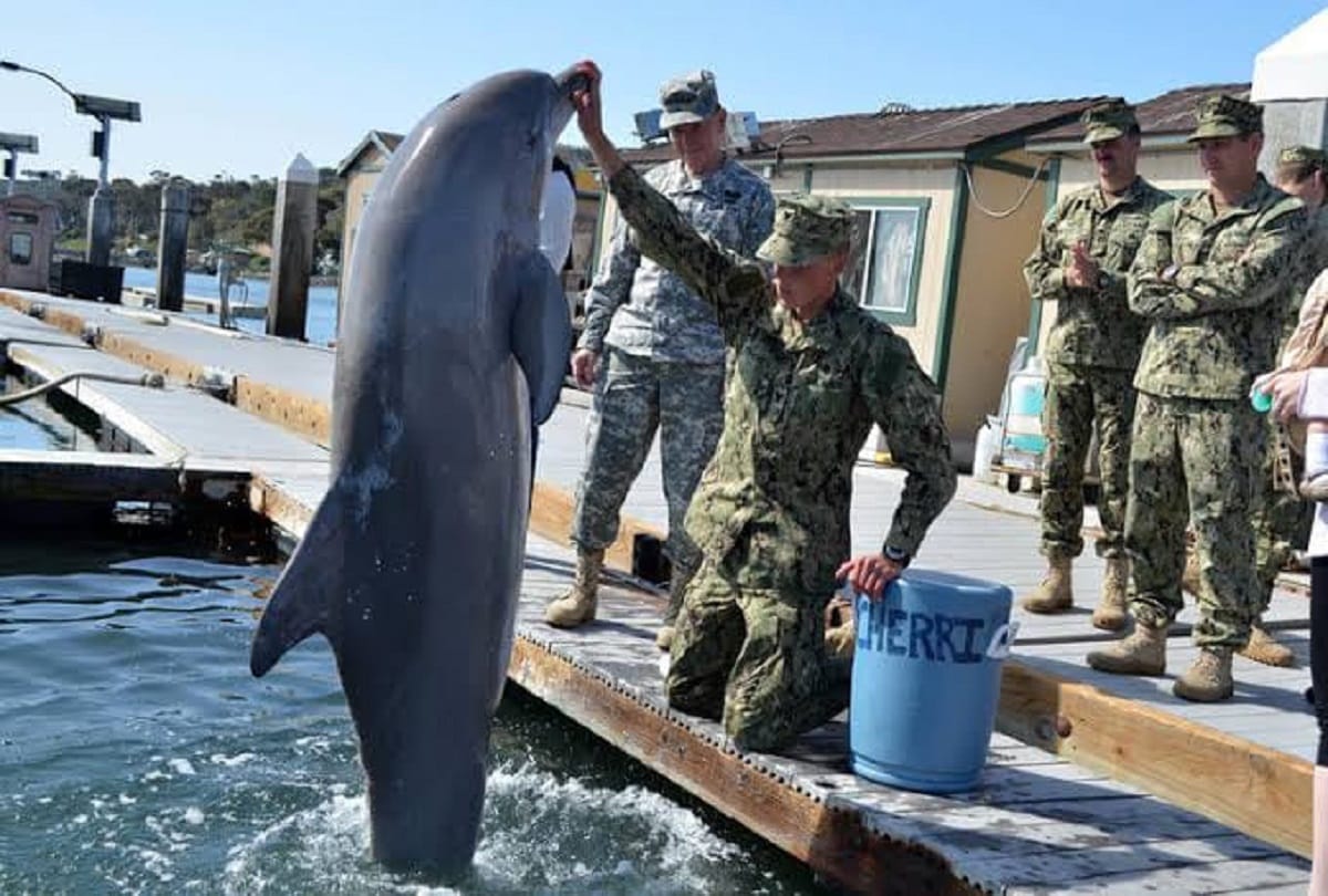 Dolphins and Sea Lions help defend the worlds largest stockpile of Nuclear Weapons
