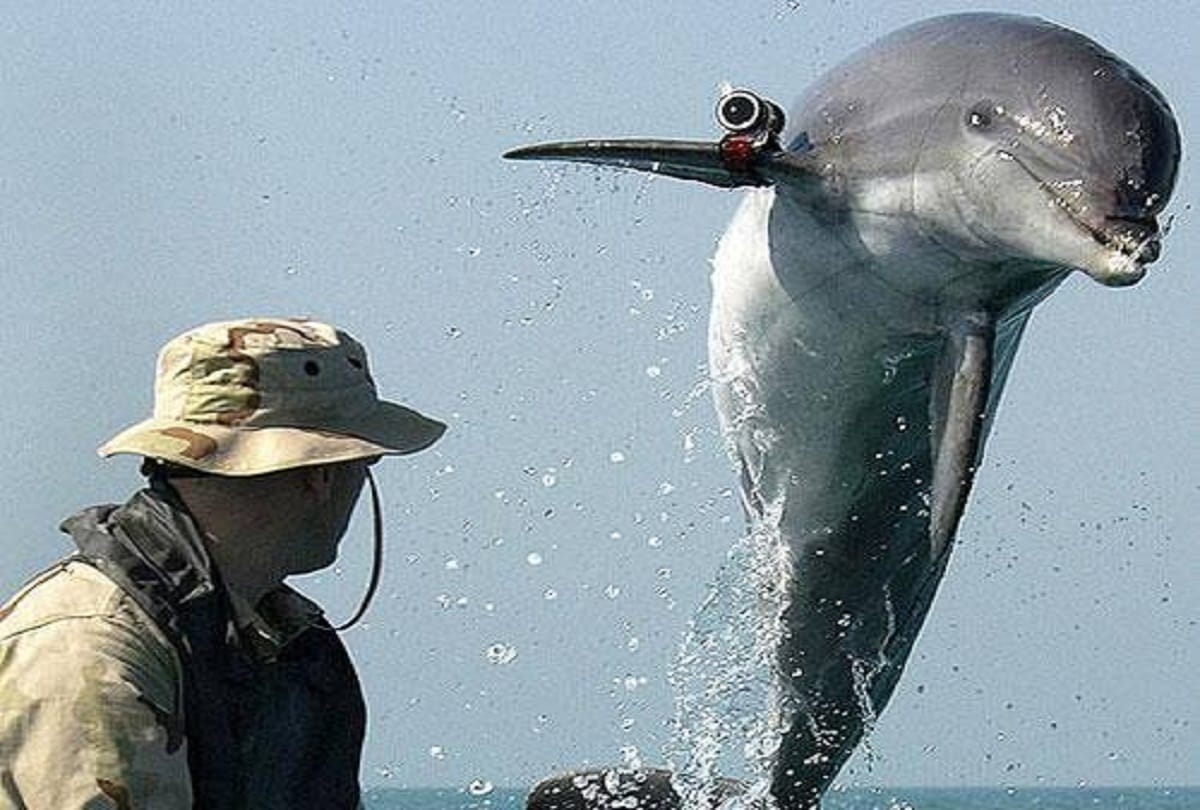 Dolphins and Sea Lions help defend the worlds largest stockpile of Nuclear Weapons