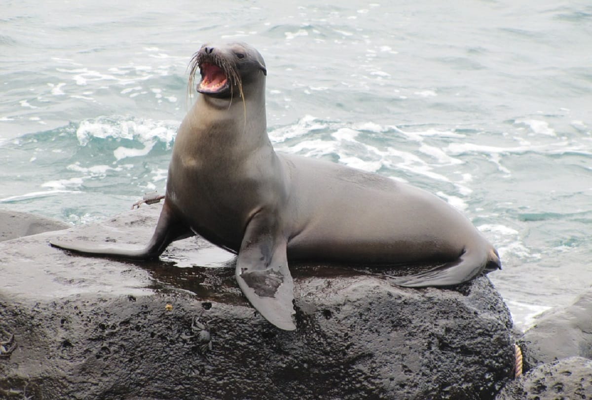 Dolphins and Sea Lions help defend the worlds largest stockpile of Nuclear Weapons