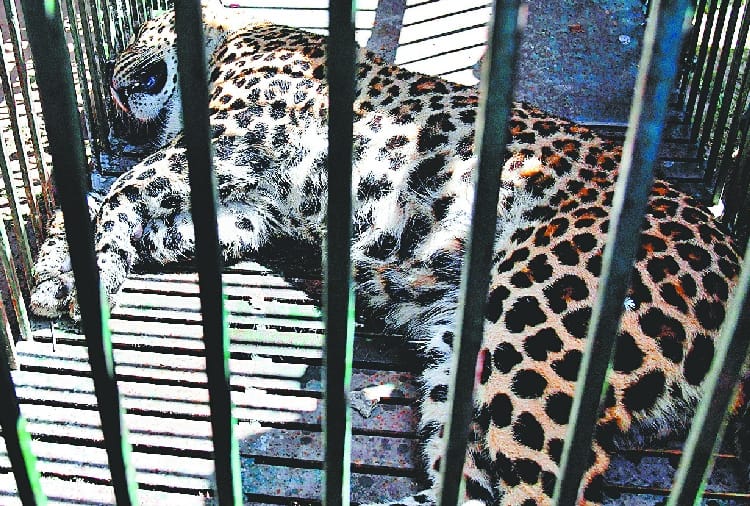 Leopard spotted again in Chandigarh during curfew