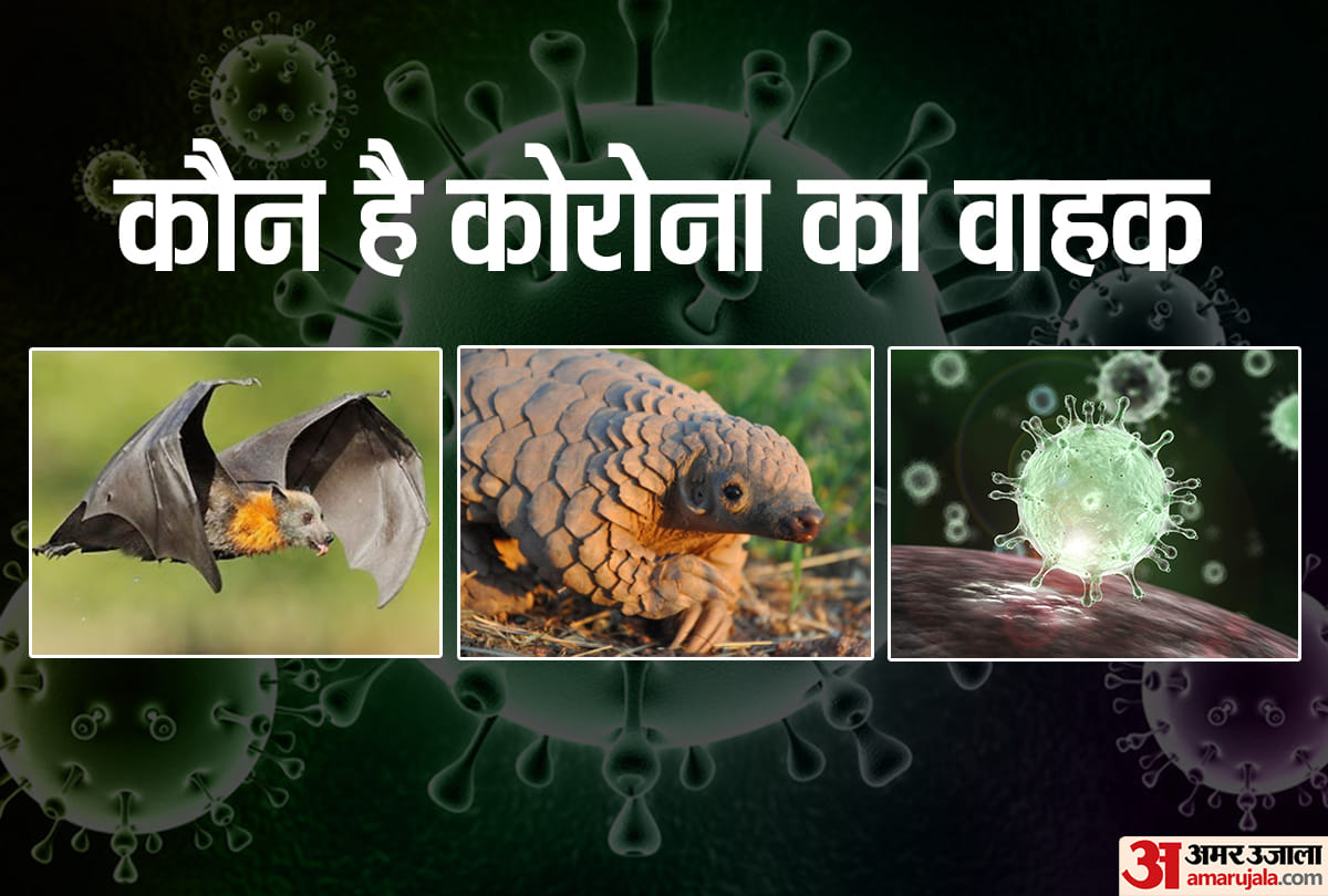 how coronavirus spread in human by bats or pangolins what says research about covid 19 origin