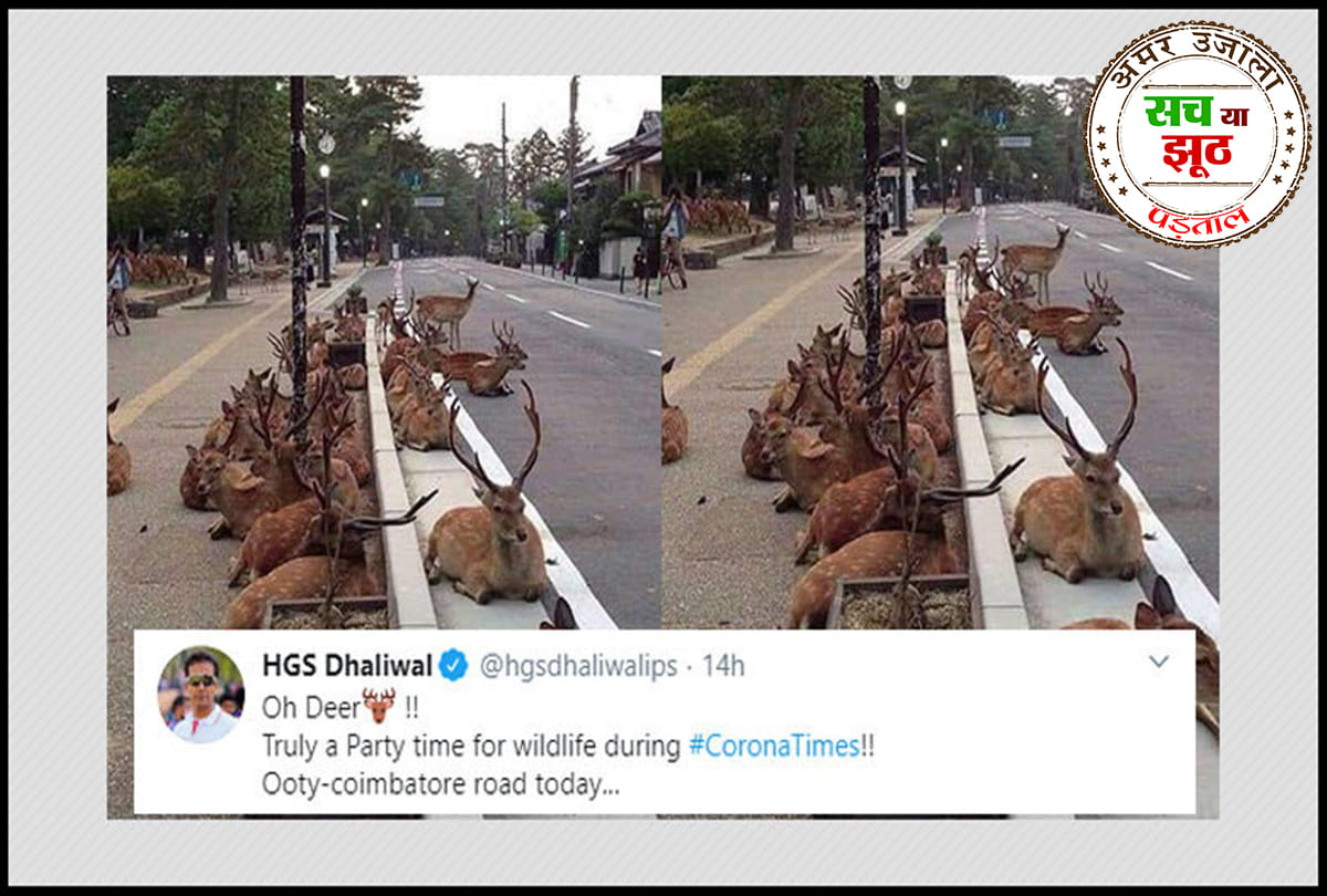 Fact Check: Amid Covid-19 lockdown, has a herd of deer come out onto Coimbatore roads?