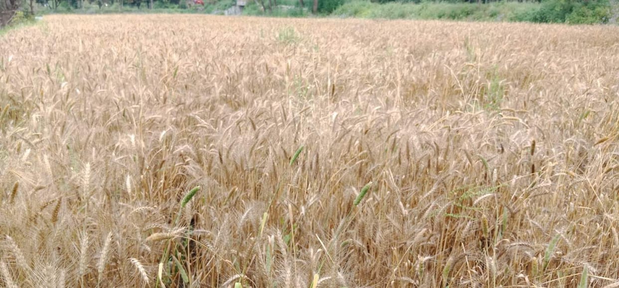Three workers allowed on wheat threshing machine