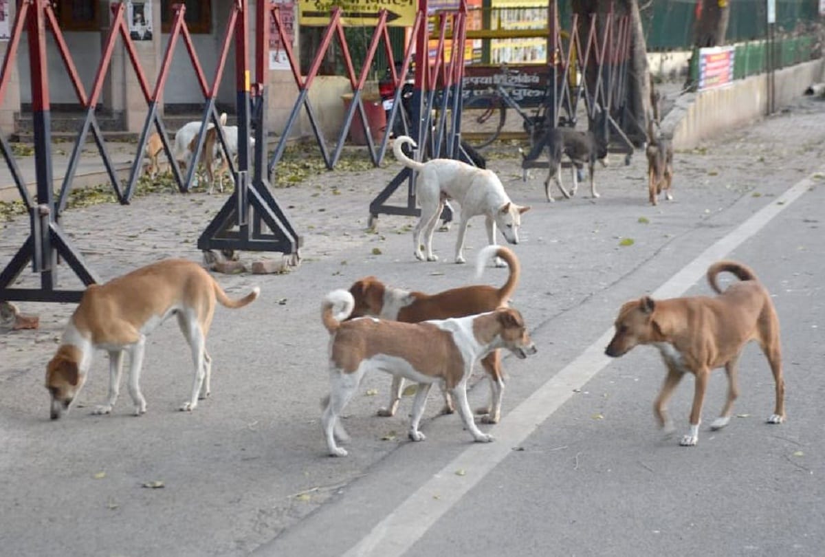 Dogs dogged in lockdown, people are hunting