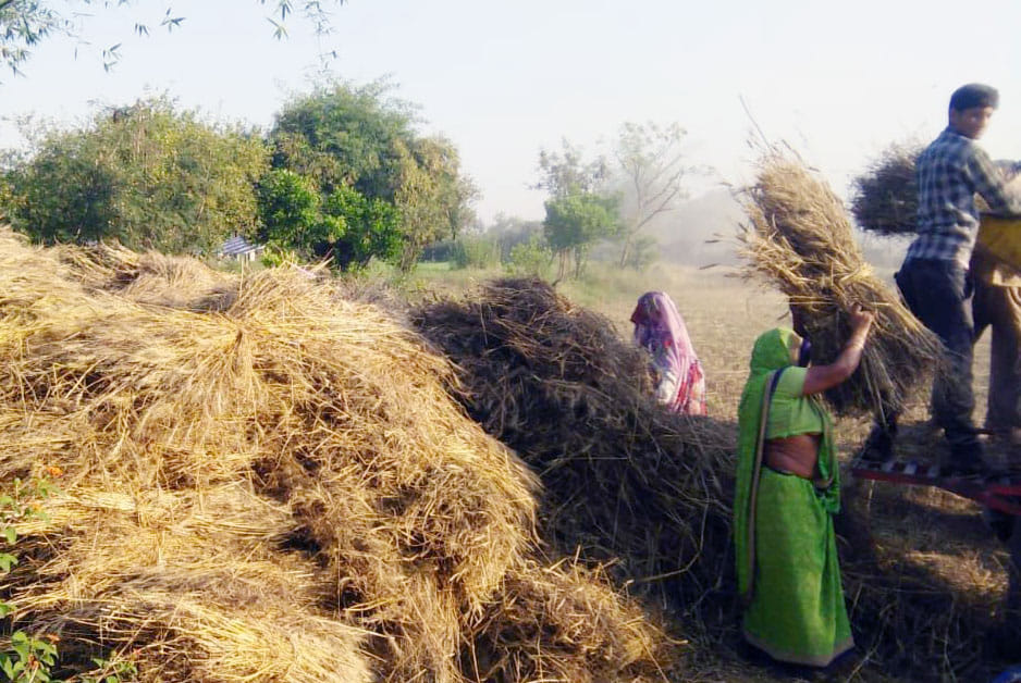 Farmers gathered to harvest rabi crop in Chitrakoot