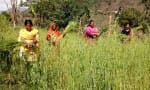 बागेश्वर के बिलौना में गेहूं के खेत से जानवरों के लिए चारा काटतीं महिलाएं। संवाद न्यूज एजेंसी