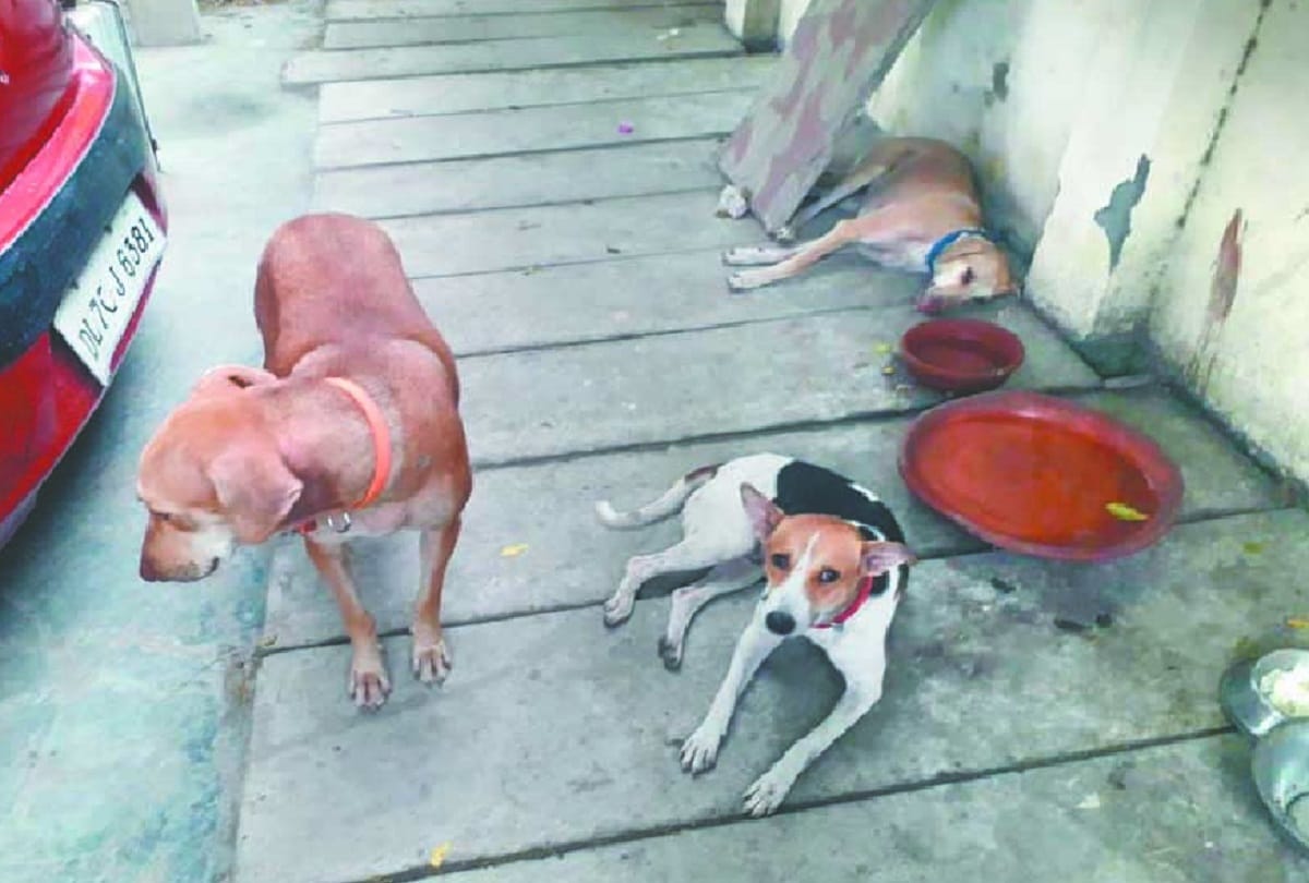 lockdown proving tragic to animals demand for opening clinics