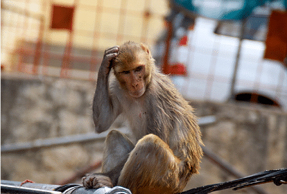 Monkey thrown a three months old baby into the water tank in baghpat, found dead