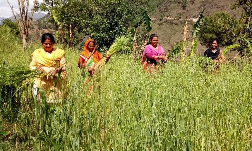 women are following social ditancing while working on fields
