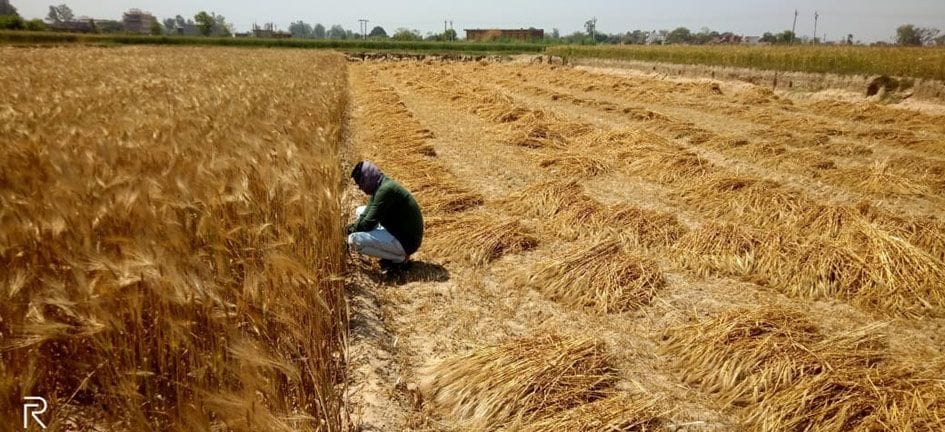korona: phasalon kee kataee ke lie nahin mil rahe majadoor