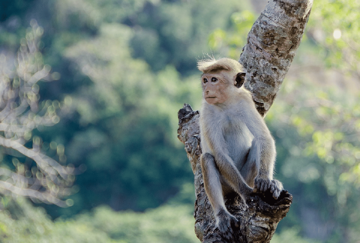 Lockdown in Thailand Monkey population increase in this country know reason behind it
