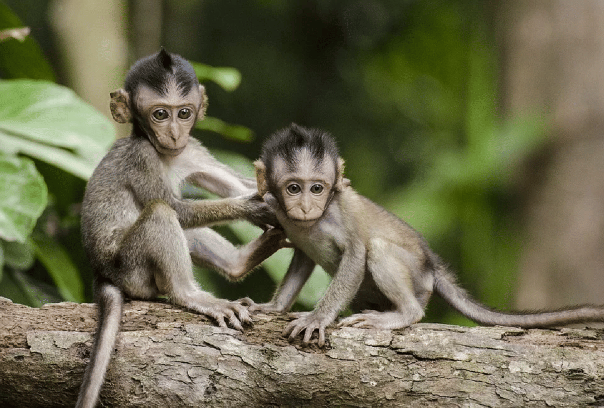 Lockdown in Thailand Monkey population increase in this country know reason behind it