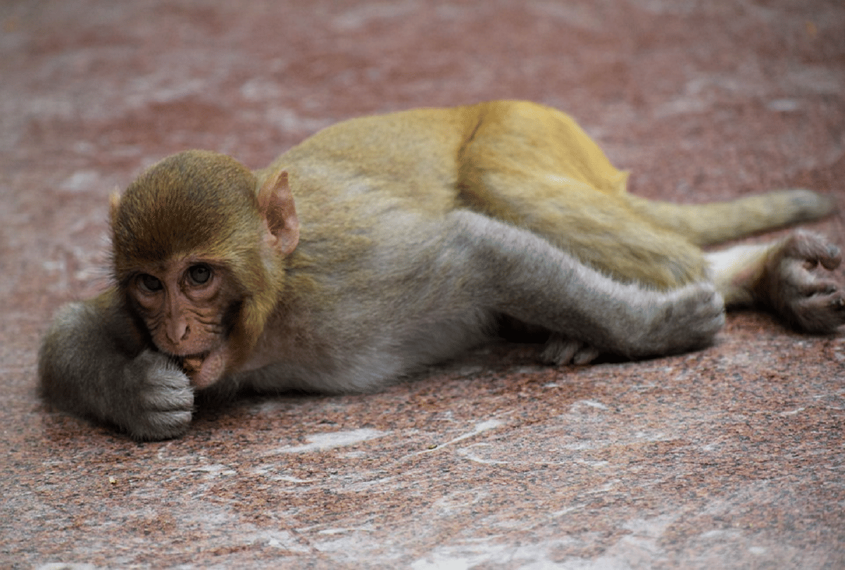 coronavirus effects on monkey disappear from shimla