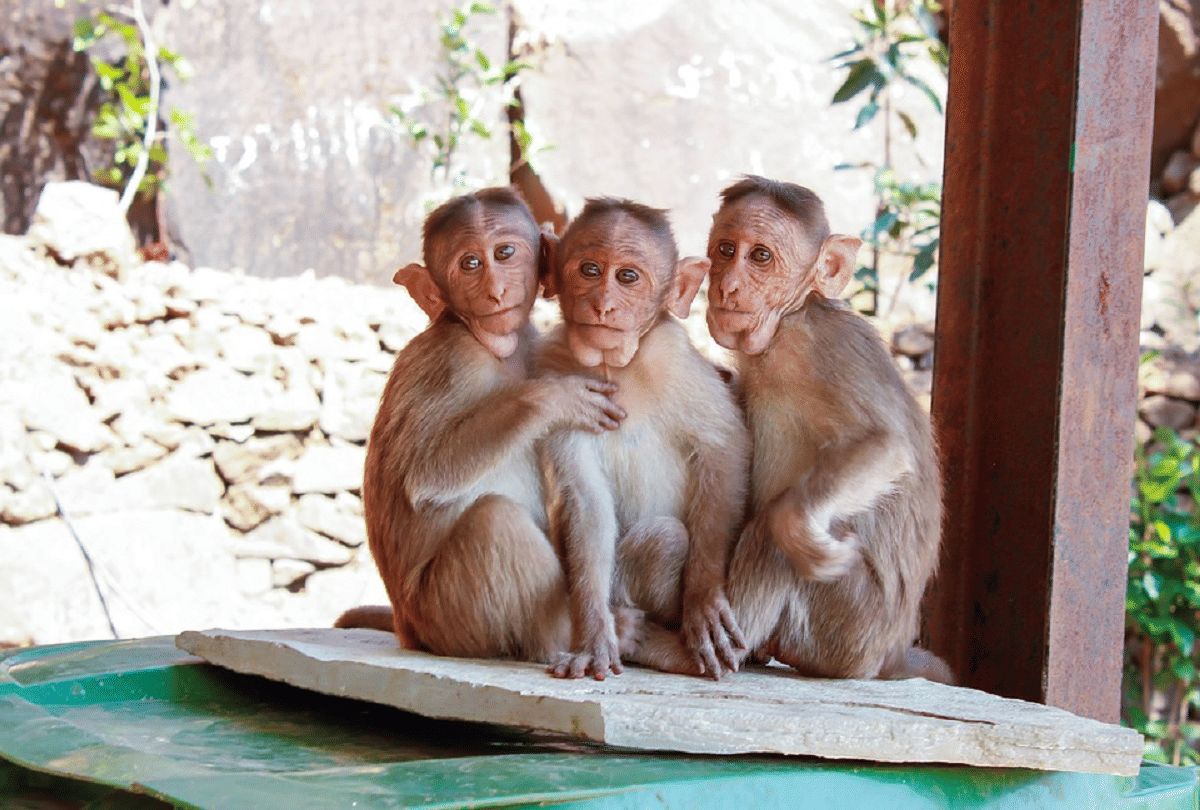 Lockdown in Thailand Monkey population increase in this country know reason behind it