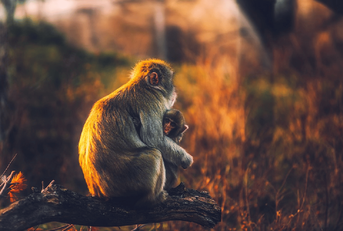 Lockdown in Thailand Monkey population increase in this country know reason behind it
