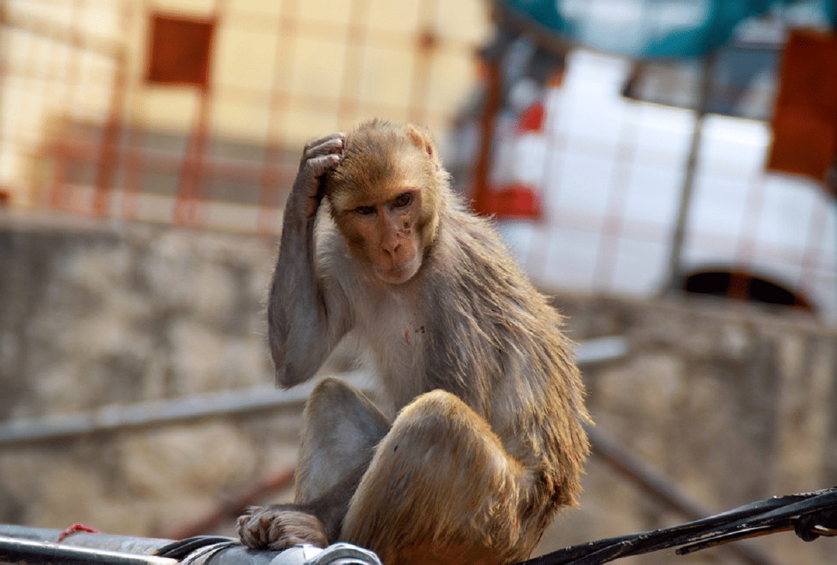 Monkeys Terror In State Bank Of India Baldev Mathura