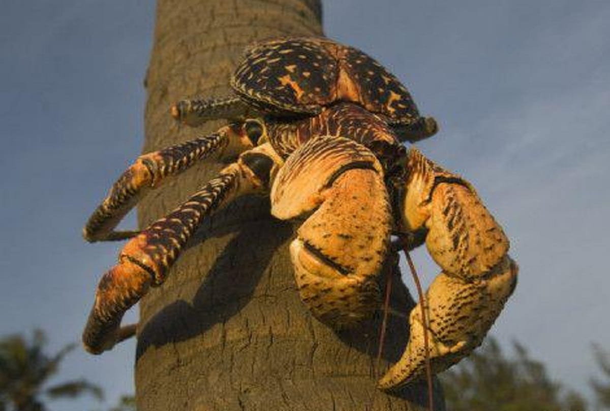 Most powerful crab Coconut crab also known as the robber crab largest land living arthropod in the world