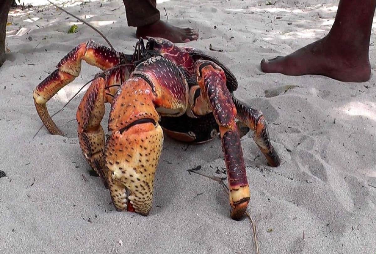 Most powerful crab Coconut crab also known as the robber crab largest land living arthropod in the world