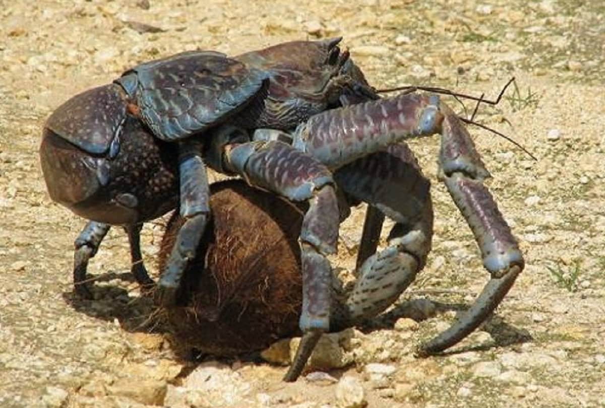 Most powerful crab Coconut crab also known as the robber crab largest land living arthropod in the world