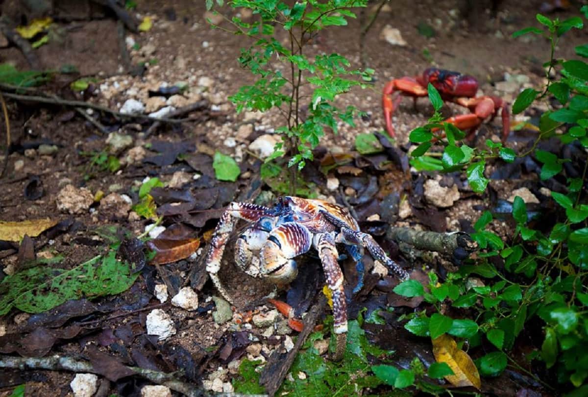 Most powerful crab Coconut crab also known as the robber crab largest land living arthropod in the world