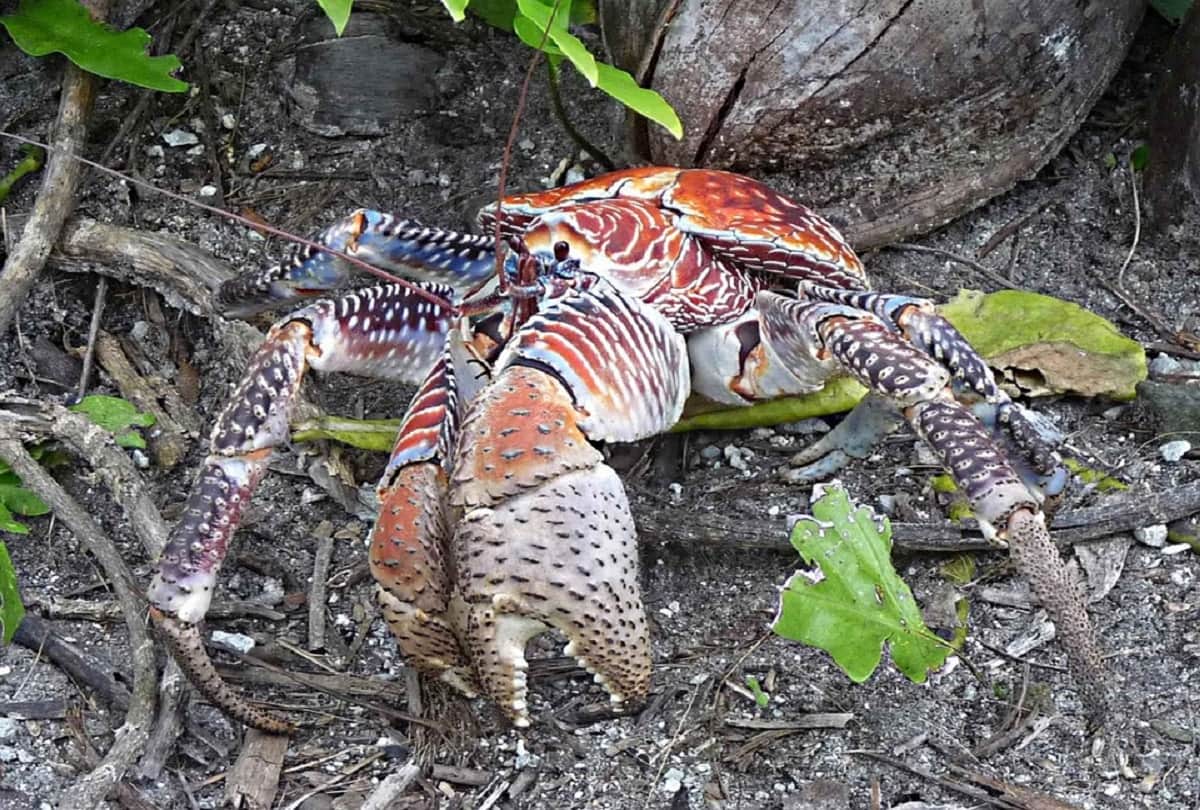 Most powerful crab Coconut crab also known as the robber crab largest land living arthropod in the world